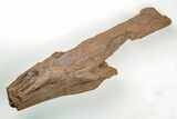 Cretaceous Swordfish (Protosphyraena) Rostrum - Kansas #197696-1